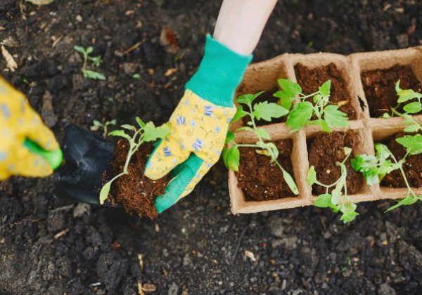 גינון בין דורי